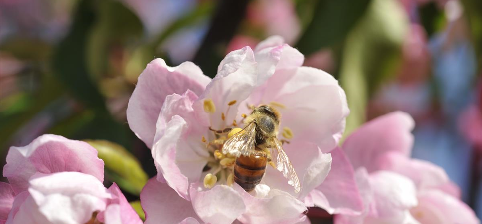 Bienenpflanzen im Frühling