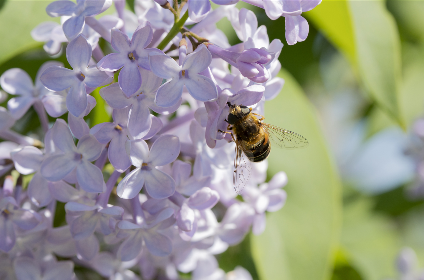 Flieder gehört zu den wichtigen Bienenpflanzen im Frühling