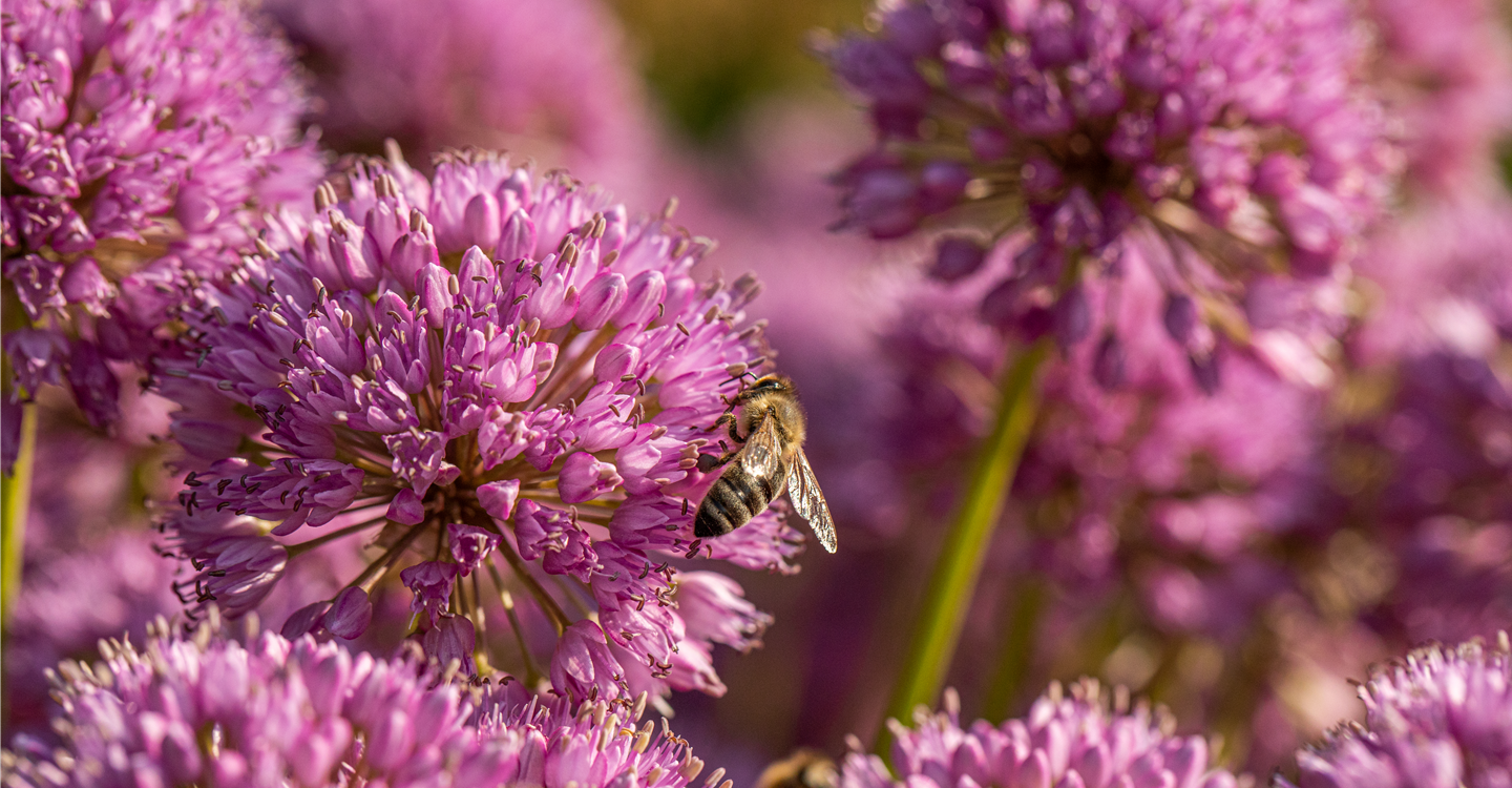 Biene auf Blüte (GS670658.jpg)