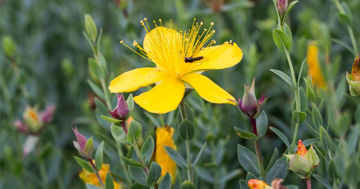 Hypericum polyphyllum 'Grandiflorum'