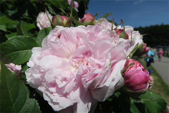 Parkrose 'Jacques Cartier'