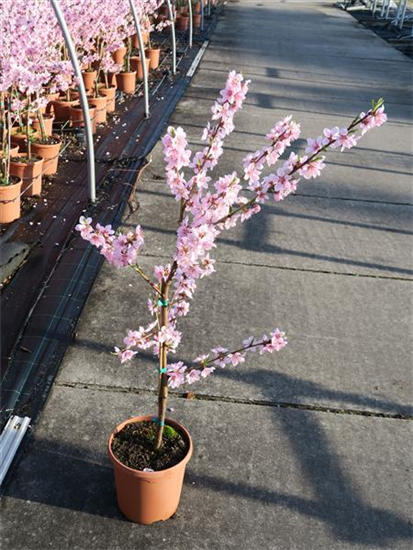 Pfirsich 'Ice Peach'® Pfirsich 'Ice Peach'®