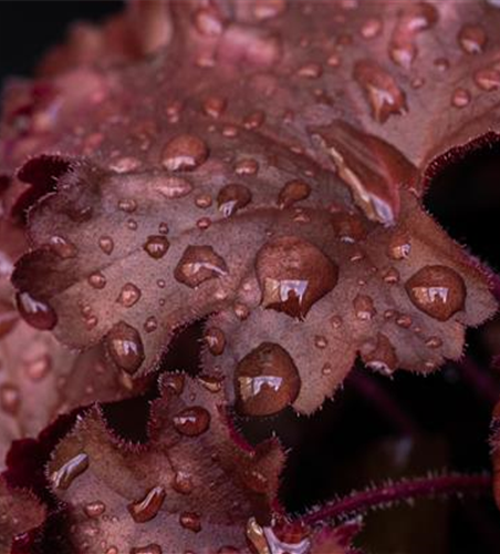 Purpurglöckchen 'Chateau Rouge'