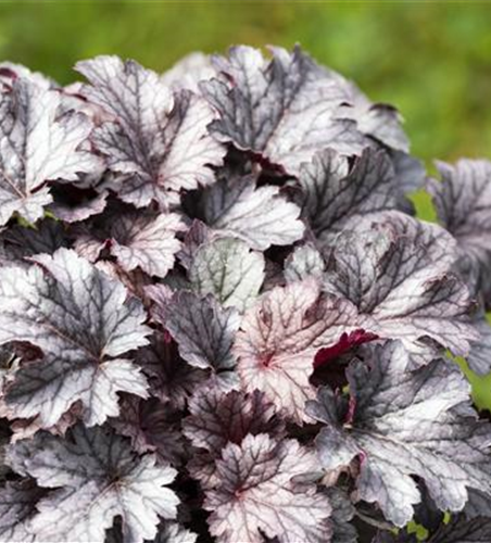 Purpurglöckchen 'Cinnabar Silver'