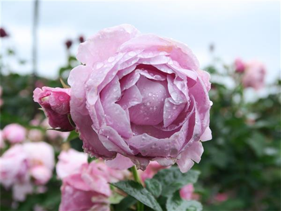 Schnittrose 'Nautica'®