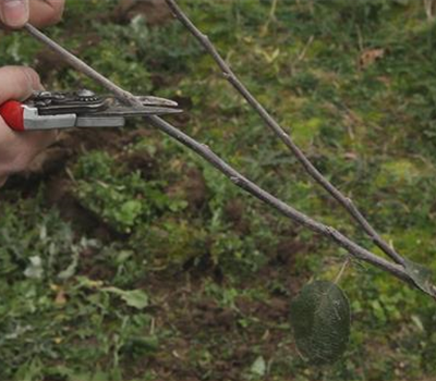 Apfelbaum - Pflanzschnitt