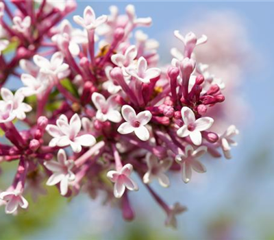 Syringa 'Redwine'
