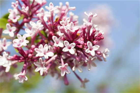 Syringa 'Redwine'