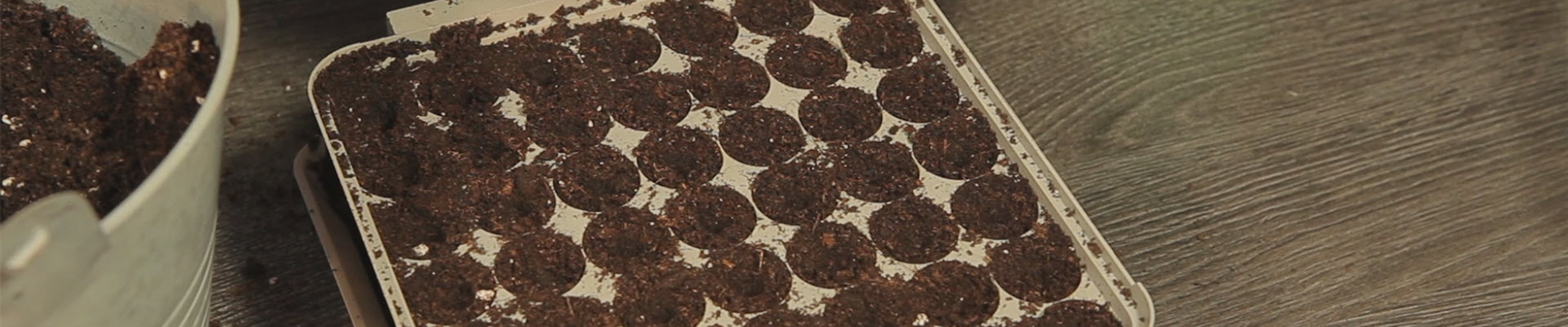 Paprika - Aussäen von Samen (thumbnail).jpg