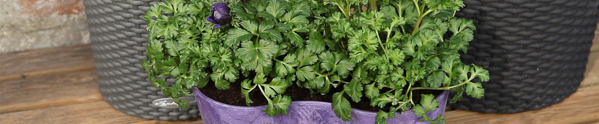 Anemonen - Einpflanzen in ein Gefäß (thumbnail).jpg