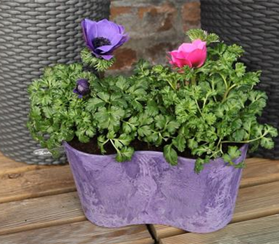 Anemonen - Einpflanzen in ein Gefäß