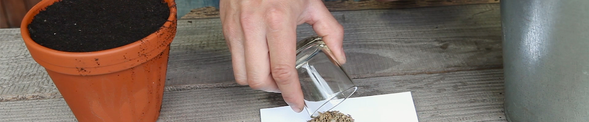 Fenchel - Aussäen von Samen (thumbnail).jpg Fenchel - Aussäen von Samen (thumbnail).jpg