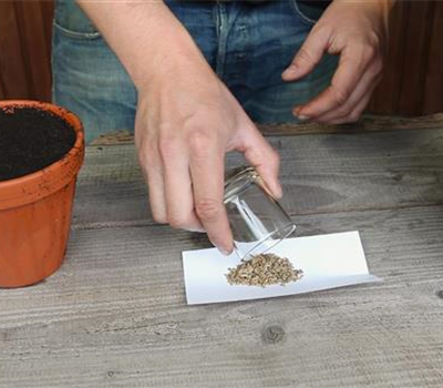 Fenchel - Aussäen von Samen