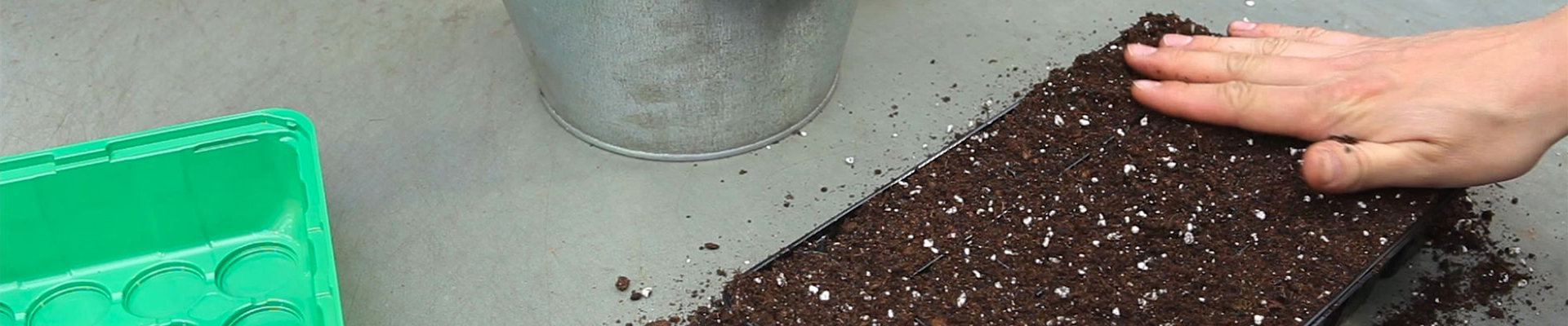 Gurken - Aussäen von Samen (thumbnail).jpg