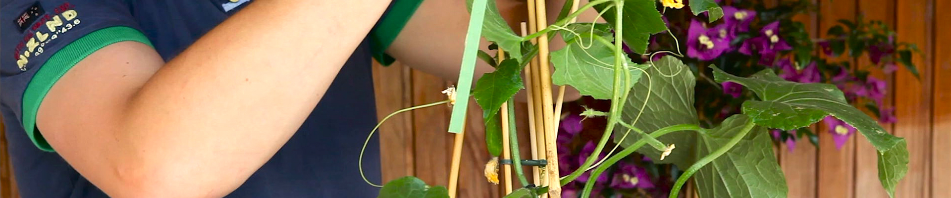 Gurken - Hochbinden (thumbnail).jpg