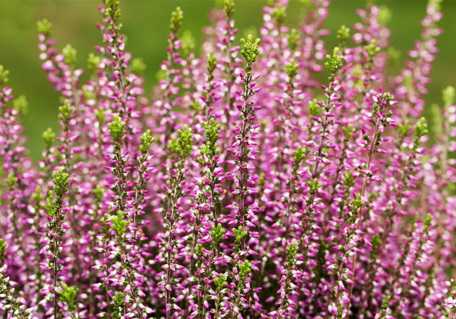 Calluna vulgaris Gardengirls® 'Amethyst' (GS506216.jpg)
