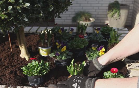 Blumenkasten - Frühlingshafte Bepflanzung Blumenkasten - Frühlingshafte Bepflanzung