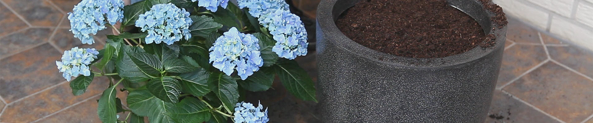 Hortensien - Einpflanzen in ein Gefäß (thumbnail).jpg Hortensien - Einpflanzen in ein Gefäß (thumbnail).jpg