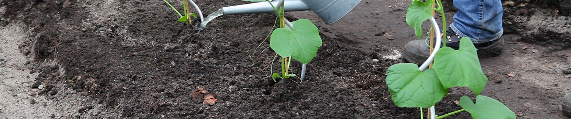 Gurken - Einpflanzen im Gemüsebeet (thumbnail).jpg