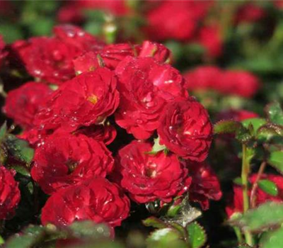 Zwergrose 'Mandy'® Zwergrose 'Mandy'®