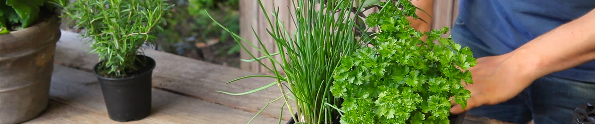 Kräutertopf - Bepflanzen (thumbnail).jpg