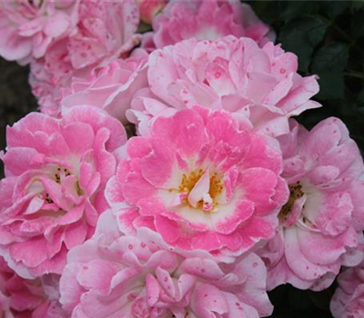 Zwergrose 'Flirt 2011'® Zwergrose 'Flirt 2011'®