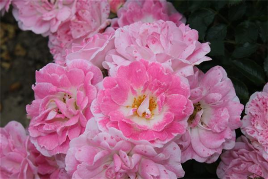 Zwergrose 'Flirt 2011'®