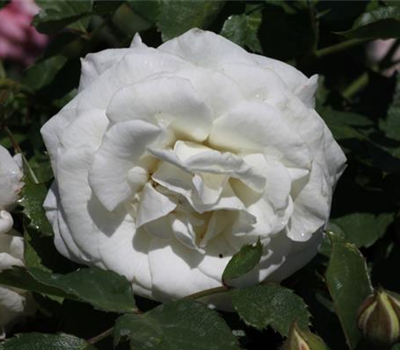 Zwergrose 'Schneeküsschen'® Zwergrose 'Schneeküsschen'®