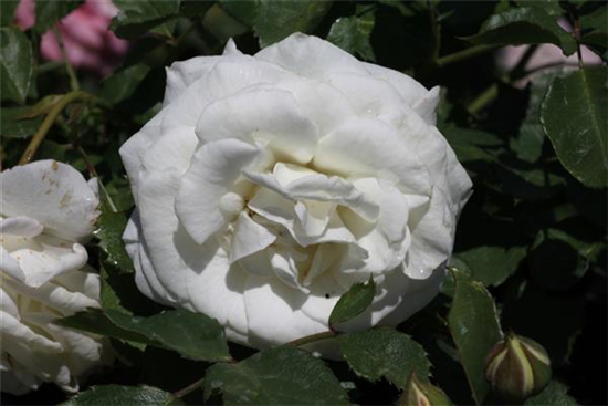 Zwergrose 'Schneeküsschen'®