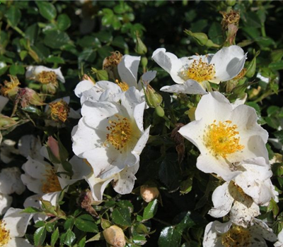 Zwergrose 'Sonnenröschen'® Zwergrose 'Sonnenröschen'®