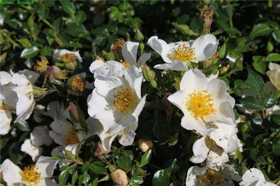 Zwergrose 'Sonnenröschen'®