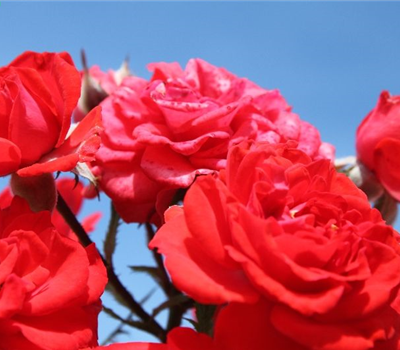 Zwergrose 'Zwergenfee 09'® Zwergrose 'Zwergenfee 09'®