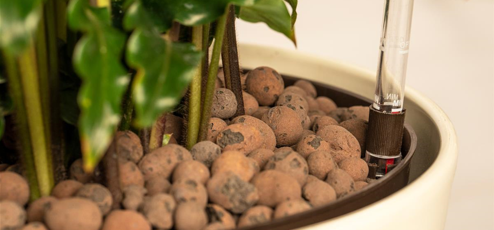 Blähton für Pflanzen in Hydrokultur