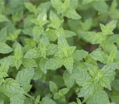 Pfefferminze Pfefferminze