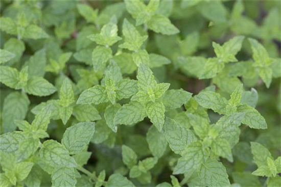 Pfefferminze Pfefferminze