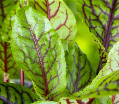 Großer Sauerampfer Großer Sauerampfer