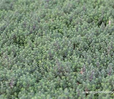 Echter Thymian Echter Thymian