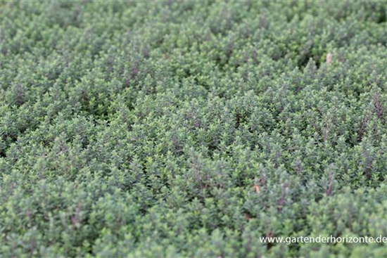 Echter Thymian