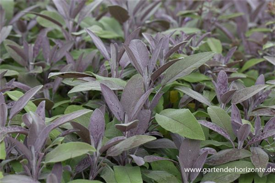 Salvia officinalis 'Purpurascens'
