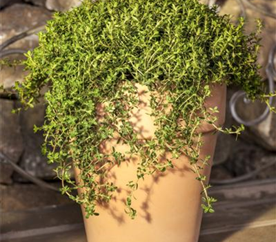 Berg-Bohnenkraut Berg-Bohnenkraut