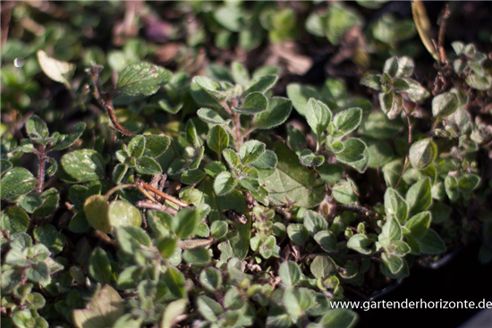 Origanum vulgare ssp.hirtum