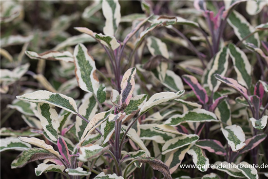 Salvia officinalis 'Tricolor'