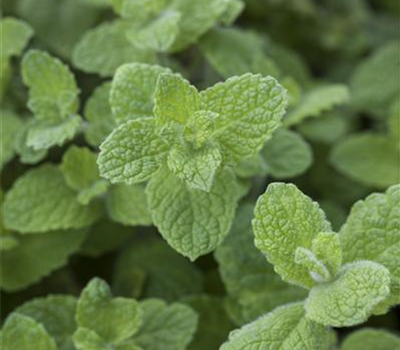 Rundblättrige Minze Rundblättrige Minze