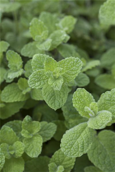 Rundblättrige Minze