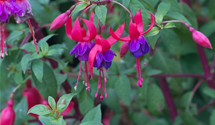 Fuchsia x cultorum 'Margaret' Fuchsia x cultorum 'Margaret'