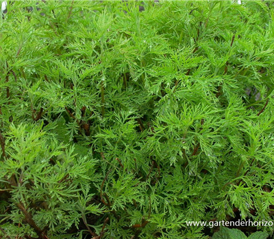 Coca-Cola-Strauch Coca-Cola-Strauch