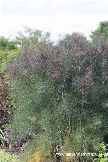 Dunkelblättriger Garten-Fenchel 'Atropurpureum'