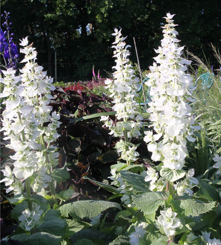 Muskateller-Salbei Muskateller-Salbei