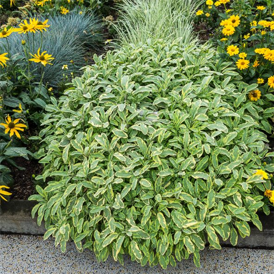 Salvia officinalis 'Icterina'