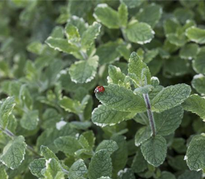 Buntblättrige Garten-Minze Buntblättrige Garten-Minze